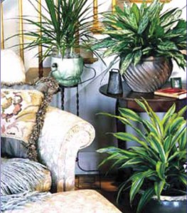 Australian researchers heeded by Margaret Burchett at the University of Technology have revealed fascinating twists on the potted plant story.