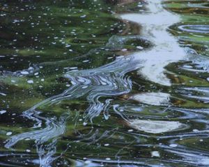 detergent Not so clean: Human health issues arise because exposure to laundry products is continuous in most households.