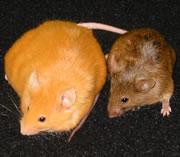 agouti mice