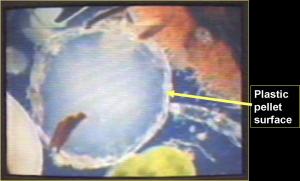 plastic pellet with toxins