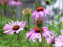 Photo: Laura Silverstein