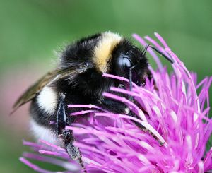Bumblebee is latest species threatened by climate change. Photo: Hummel 2006